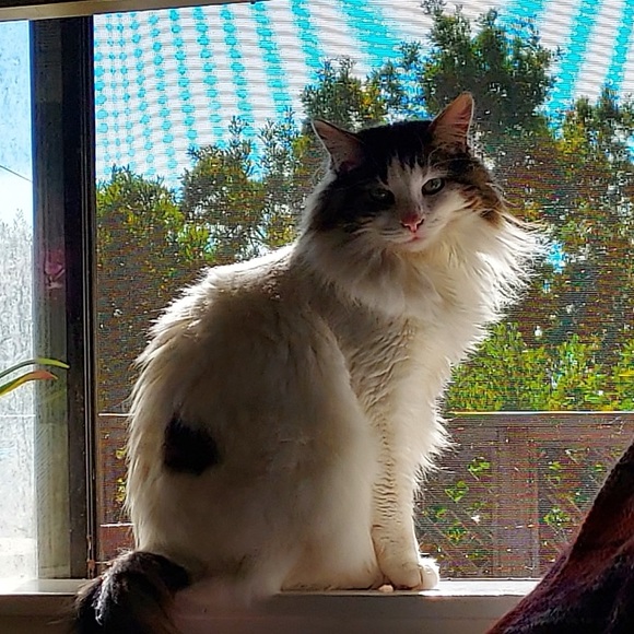 LIKE❤️THIS LISTING TO BE NOTIFIED WHEN I GO LIVE! - Picture 5 of 7